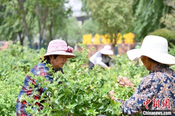 国内正规最好的配资公司 “中国金银花之乡”山东平邑：金银花开“金银”来